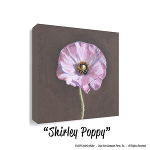 Shirley Poppy (Canvas and Paper Print)