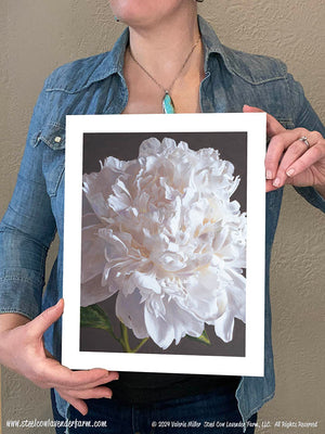 White Peony Canvas/Paper Print