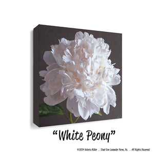 White Peony Canvas/Paper Print